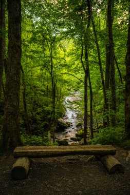 Log Bench At Lynn Camp Prong Falls in Great Smoky Mountains National Park