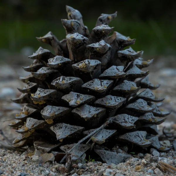 Large Pine Cone Rests Sandy Soil Pinnacles National Park — Stock fotografie