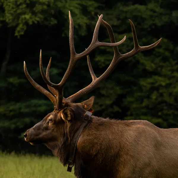 Large Antler Rack Tagged Bull Elk Great Smoky Mountains National — Stockfoto