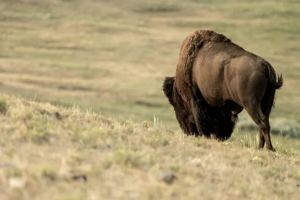 Male Bison Grazes Hillside Yellowstone National Park — Stockfoto