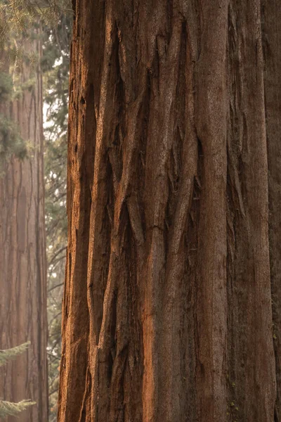 Утренний Свет Подчеркивает Глубокую Кору Дерева Секвойи Роще Национальном Парке — стоковое фото