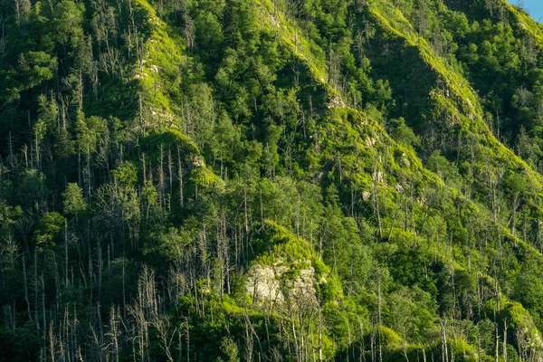 New Growth Mountain Side Few Years Forest Fire Great Smoky — Stockfoto