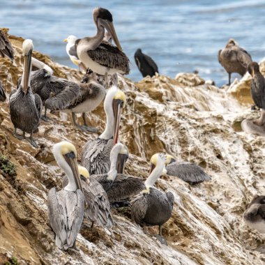 Pelicans Groom On Guano Covered Outcropping in Channel Islands National Park clipart