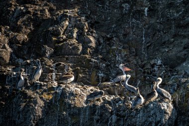 Pelicans Nest On The Steep Walls of Anacapa Island in Channel Islands National Park clipart