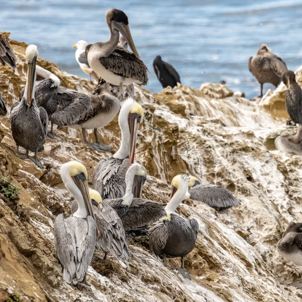 Pelicans Groom Guano Καλυμμένο Outcropping Στο Channel Islands Εθνικό Πάρκο — Φωτογραφία Αρχείου