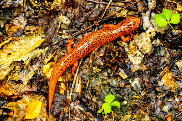 Red Salamander Takes Break Rainy Day Great Smoky Mountains National — Stockfoto