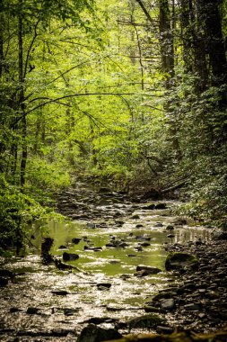 Shallow Creek Passes Through Thick Spring Forest in Great Smoky Mountains National Park