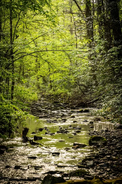 Shallow Creek Passes Thick Spring Forest Great Smoky Mountains National — 스톡 사진