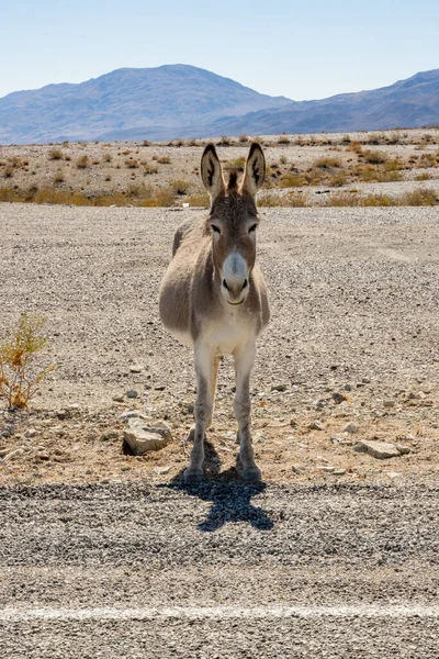 Single Donkey Stares Directly Camera Road Side Death Valley National — Stock fotografie