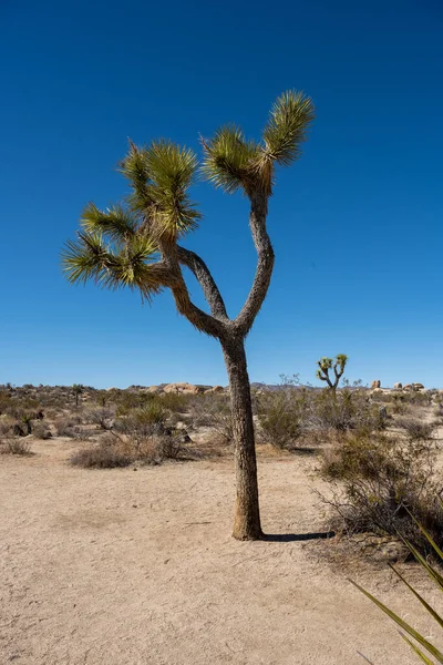 Одинокий Джошуа Дерево Стоит Пустой Пустыне Парке Южной Калифорнии — стоковое фото