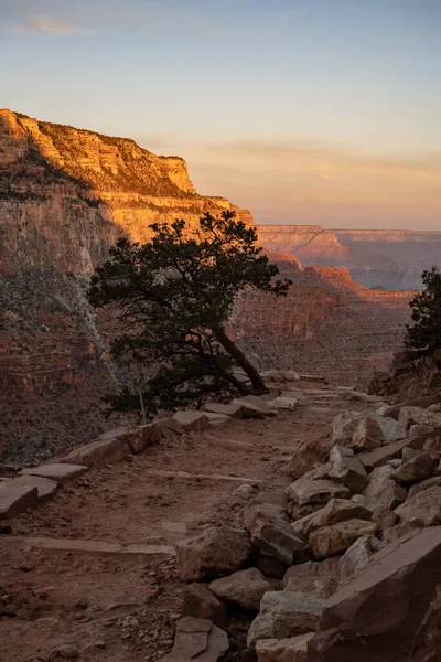 Single Tree Hangs Grand Canyon Edge South Kaibab Trail — Stockfoto