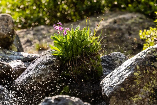 Small Bunch Flowers Grow Middle Cascade Tumbling Black Lake Rocky — Fotografia de Stock