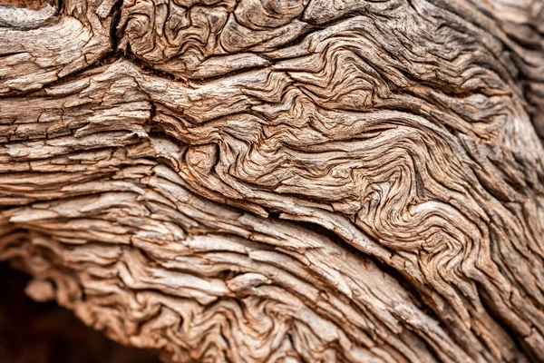 Swirling Texture Ded Tree Trunk Canyonlands National Park — стокове фото