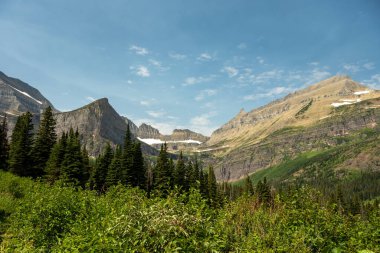 Thick Bushes And Pine Forest Below Grinnell Glacier in Glacier National Park