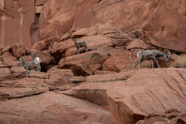 Three Big Horn Sheep On Sand Stone Boulders in Valley of Fire State Park