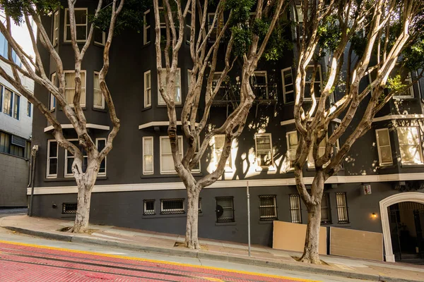 Three Gnarly Trees Grow Hilly Sidewalk Central San Francisco — Foto de Stock