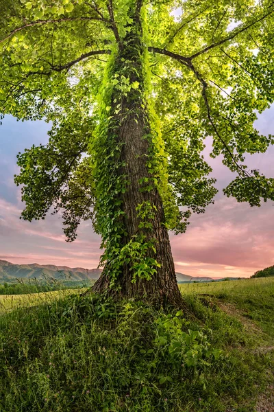 Κάθετη Πανόραμα Κοιτάζοντας Ivy Καλυμμένο Trunk Ενός Δέντρου Στο Ηλιοβασίλεμα — Φωτογραφία Αρχείου