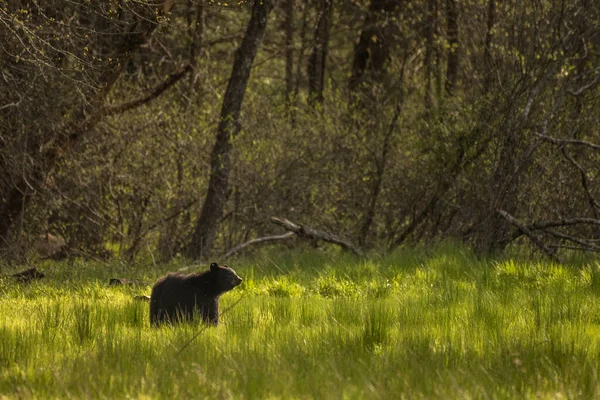 Adult Black Bear Sniffs Air Green Field Cades Cove — 스톡 사진
