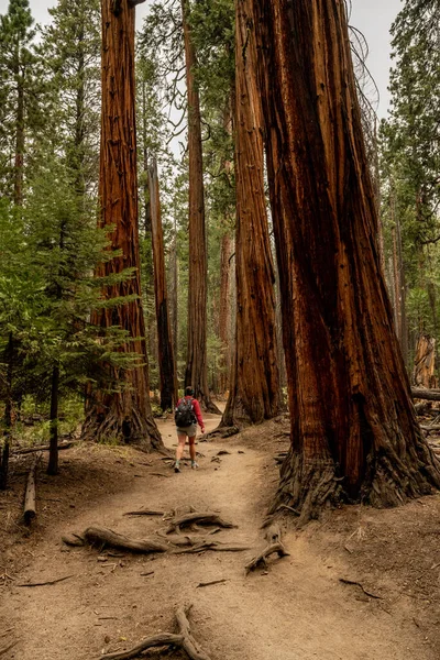 Woman Hikes Winding Trail Trees Half Dome Yosemite — Stock Photo, Image