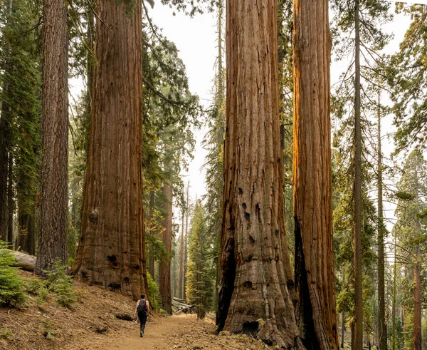 Woman Hikes Trail Grove Sequoia Trees Yosemite National Park — Zdjęcie stockowe