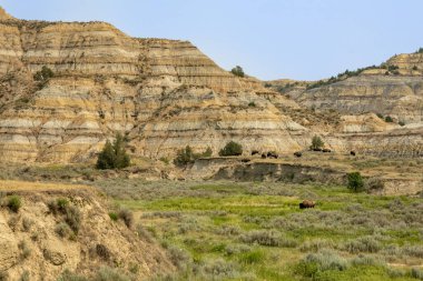 Bison Graze In The Valley Between Large Badlands Formations in Theodore Roosevelt National Park