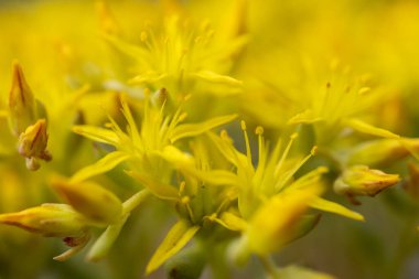 Close Up Of The Small Yellow Stonecrop Flowers In Summer in Rocky Mountain National Park