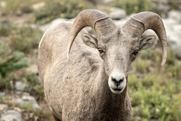 Big Horn Sheep Looks Up From Midmorning Grazing in Glacier National Park