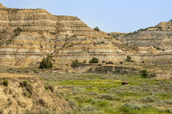 Bison Graze In The Valley Between Large Badlands Formations in Theodore Roosevelt National Park