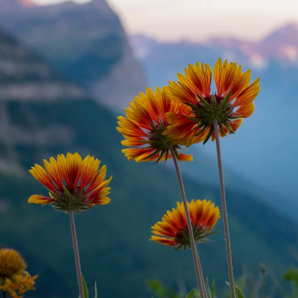 Blanketflowers Fade Orange Yellow Highline Trail Glacier National Park — Stock fotografie
