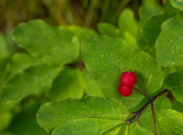 Bright Red Utah Honeysuckle Berries Grow On Green Bush in Glacier National Park