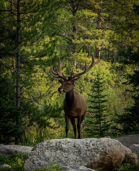 Bull Elk Climbs Trail Looking Snack Rocky Mountain National Park — Stockfoto