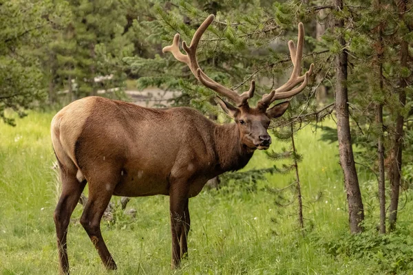 Bull Elk Looks Grazing Rain Yellowstone National Park — Stockfoto