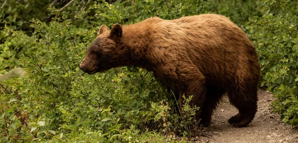 Cinnamon Black Bear Stretches Out Huckleberry Branch Glacier National Park — Stok fotoğraf
