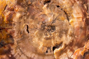 Cross Section of The Rings In Petrified Wood Background Image