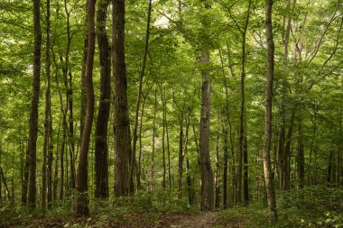 Forest Drops Off Hillside In Mammoth Cave National Park