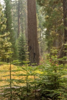 Grouping of Small Pine Trees With Giant Sequoia In The Distance in Yosemite National Park