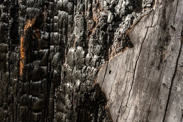 Edge Burned Old Log Gray Wood Background Image — Zdjęcie stockowe