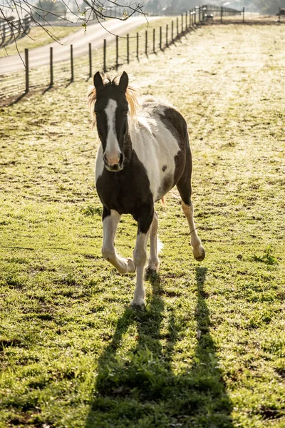 Horse Looks Up At Camera While Running Across Dewy Field on farmland