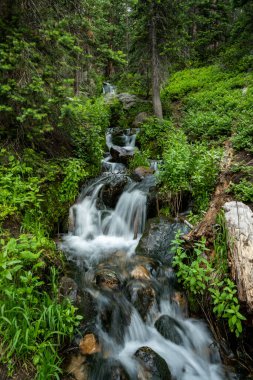 Small Stream Rushes Through Forest in Rocky Mountain National Park