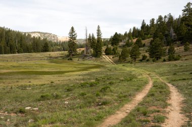 Fading Two Track Road In Bryce Canyon Meadow along the eastern boundary of the park