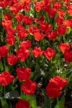 Full Frame of Blooming Red Tulips in early summer garden