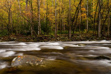 Large Rock Sits Just Above the Water in Little Pigeon River in Fall in Great Smoky Mountains National Park