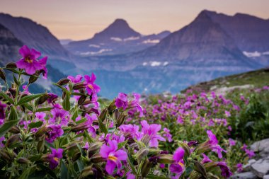 Lewis Monkeyflowers Bloom Along Highline Trail With Mount Oberlin In The Distance in Glacier National Park