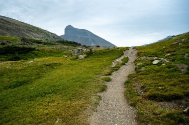 Lush Green Grass Flanks Piegan Pass Trail In Summer in Glacier National Park