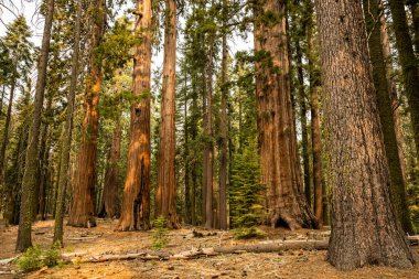 Morning Light Hits The Trunks of Sequoia Trees in Yosemite National Park