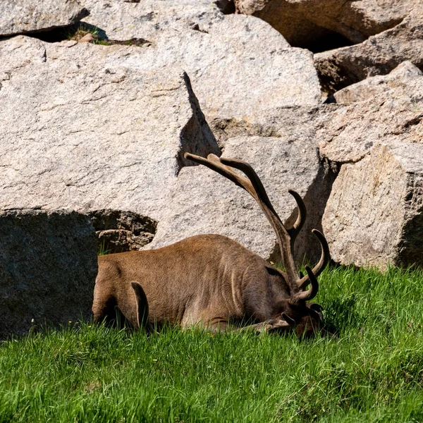 Male Elk Resting Large Antlers Ground Rocky Mountain National Park — Fotografia de Stock