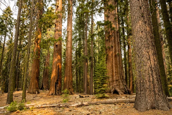 Morning Light Hits Trunks Sequoia Trees Yosemite National Park — стоковое фото