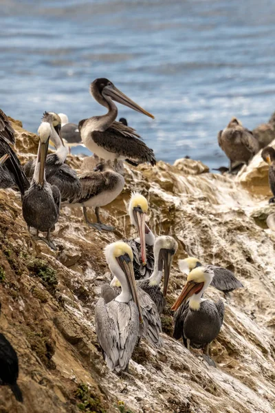 Multiple Pelicans Groom Guano Covered Outcropping Channel Islands National Park — Φωτογραφία Αρχείου