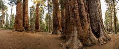 Panorama of the Base of Sequoias in Grove in Sequoia National Park