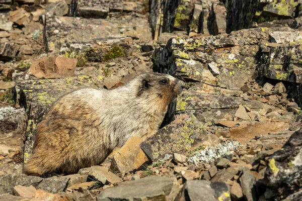 Profile Marmot Lichen Covered Rocks Glacier National Park — Zdjęcie stockowe